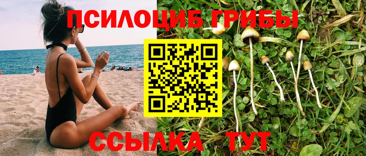 Галлюциногенные грибы Psilocybine cubensis Казань